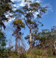 Nambucca State Forest (North)