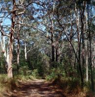 Nambucca State Forest (South)