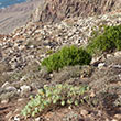 Mirador del Bosquecillo