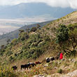 Ngorongoro Crater