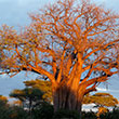 Tarangire National Park