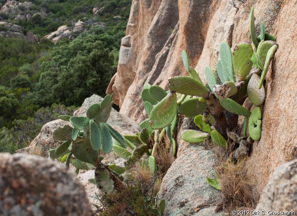 Scratched Cactus on Capu di Roccapina (Click for next image)