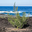 The East Coast of Réunion