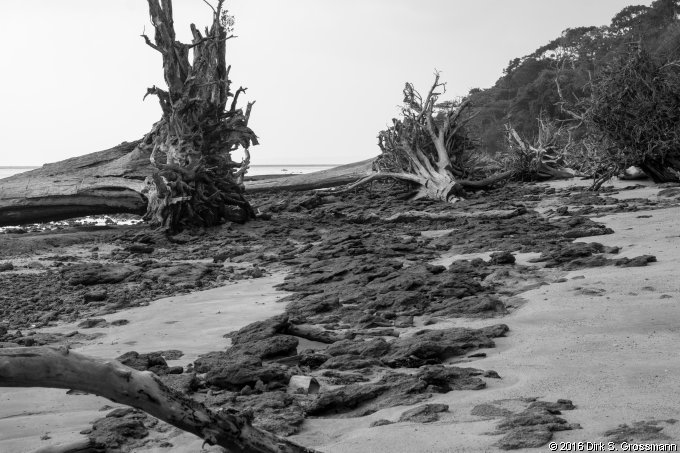 Dead Trees on Wandoor Coast (Click for next image)
