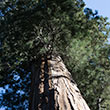 Sequoia National Park