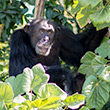 River Gambia National Park