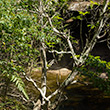 Berowra Valley N.P.